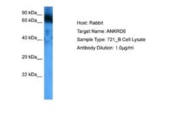 ANKRD6 Antibody, Novus Biologicals 100 &mu;L; Unconjugated:Antibodies,